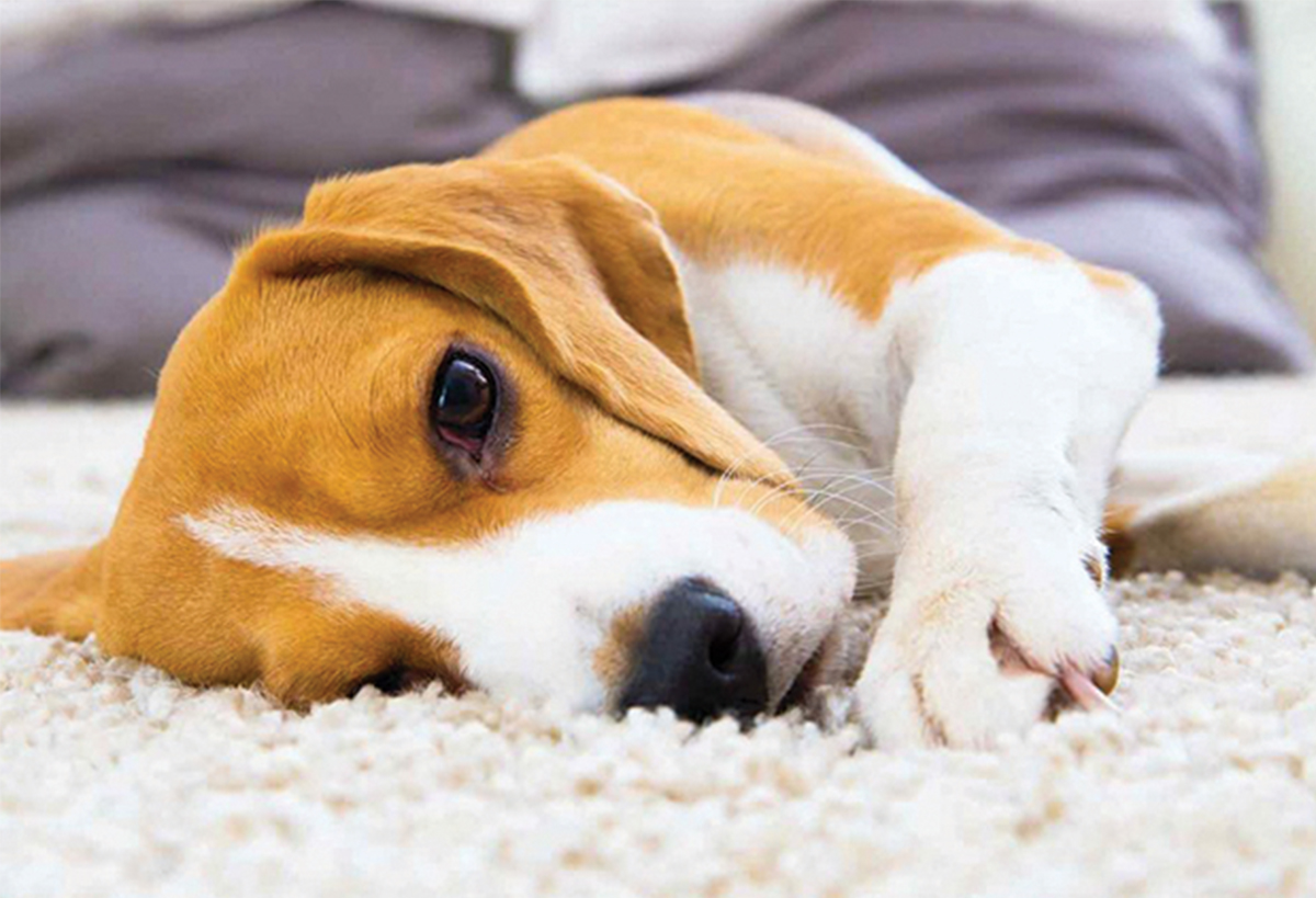 Daha Sağlıklı Evcil Dostlar  